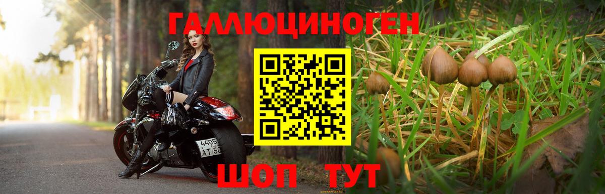 Галлюциногенные грибы Psilocybine cubensis Евпатория